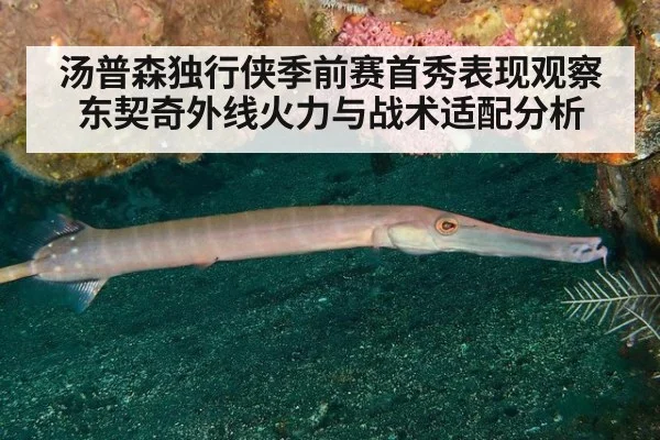 汤普森独行侠季前赛首秀表现观察 东契奇外线火力与战术适配分析